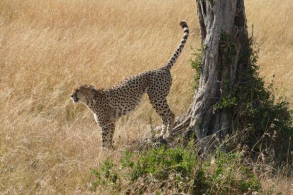 3 Days Maasai Mara Sky Safari
