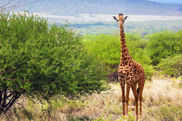 3 Days Maasai Mara Air Package