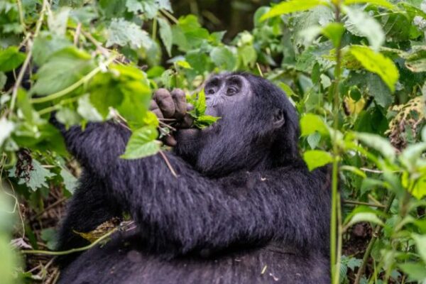 7 Days Rwanda – Uganda Luxury Trip