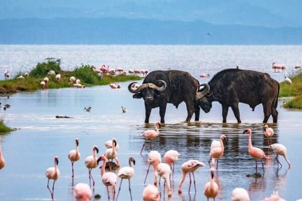 4-Days Nakuru – Maasai Mara Safari