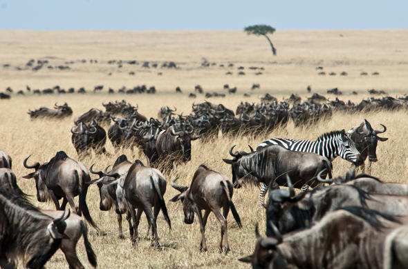 KBC aug 09