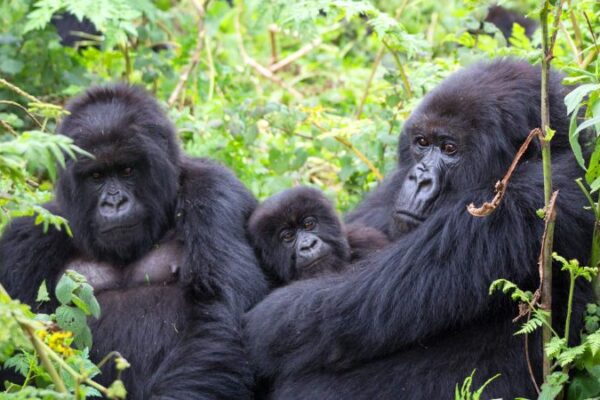 3 Days Gorilla Tour