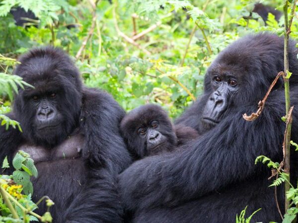 3 Days Gorilla Tour