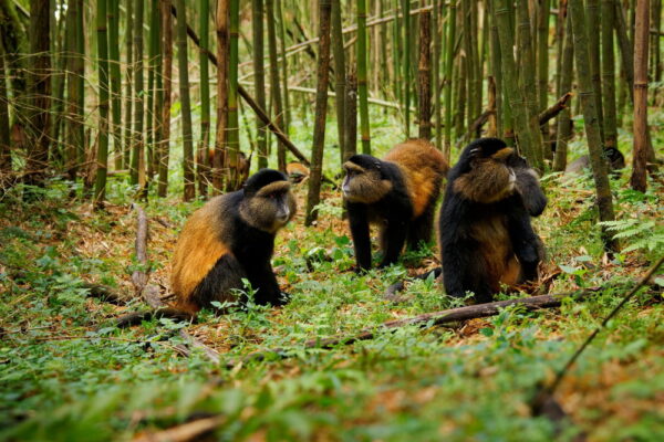Uganda & Rwanda Adventure Safari